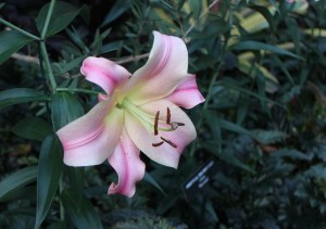 Longwood Gardens Conservatory 2014-12-21 16.17.09