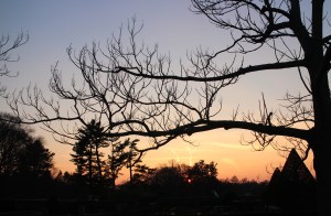 Longwood Gardens sunset 2014-12-21 16.28.42