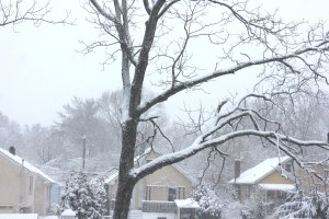 This black walnut tree is impressive after many years of having various limbs trimmed or broken by the weather.