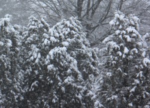 They are trees. I think of them as ogres. Clearly Ishiguro's The Buried Giant is still on my mind.