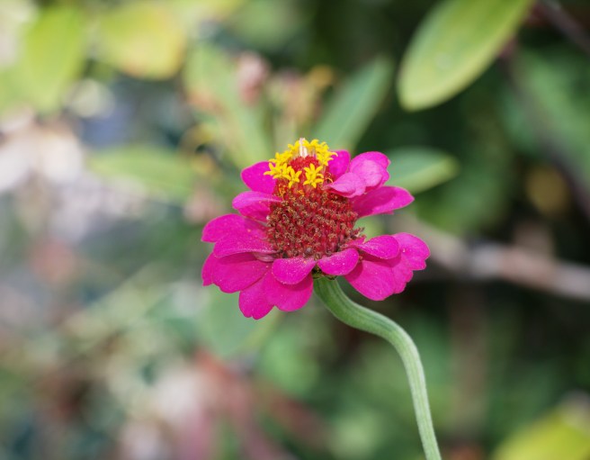 Pink flower 2015-09-06 16.04.10