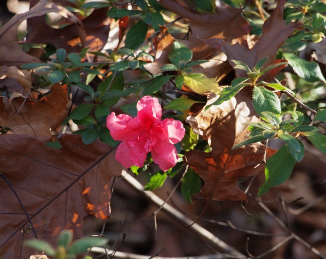Encore azalea flower 2015-11-15 15.29.04
