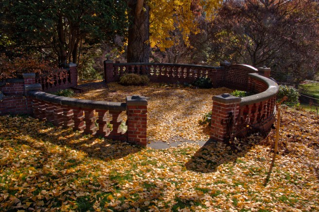 Morris Gingko Biloba leaf carpet 2015-11-21 12.47.13_HDR.jpeg