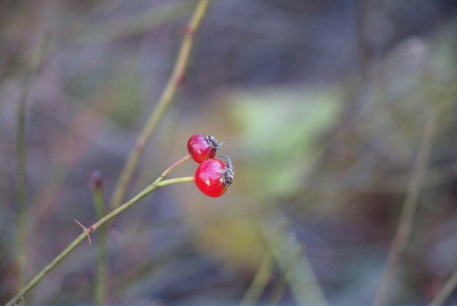 Red on green 2015-11-15 15.54.21