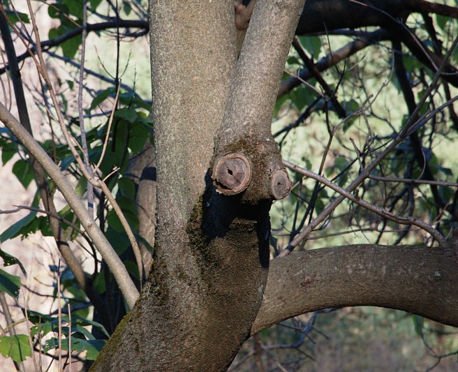 Snail-head tree 2015-11-15 15.52.52