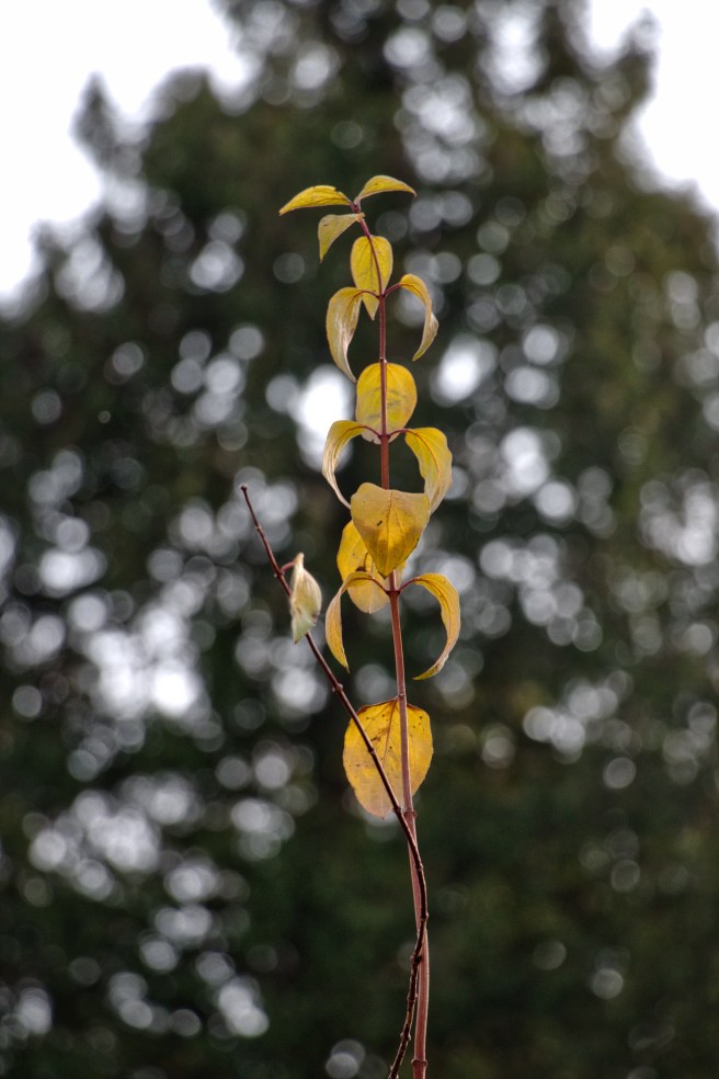 Amber Leaves HDR Vivid Memories 2015-12-12 14.27.jpeg