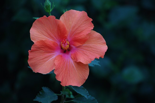 Orange-pink 2015-12-06 16.59.58.jpg