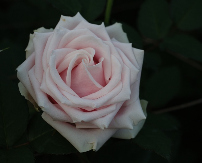 Pink rose 2015-12-06 17.02.12.jpg