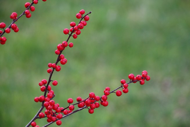 Red and Green AFP 2015-12-12 14.26.19.jpg