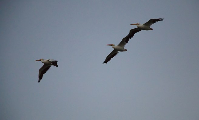 Three fliers in the morning 2015-12-28 08.11.25.jpg