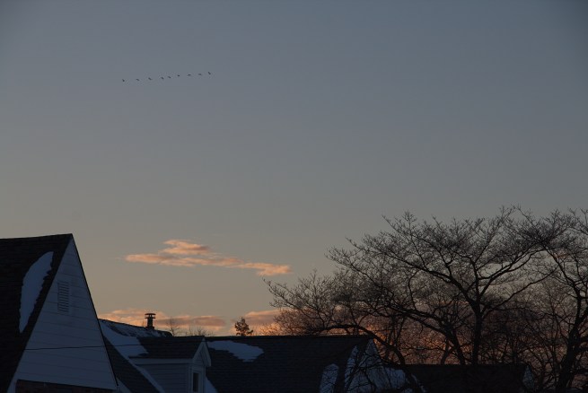 Birds at sunset 2016-01-24 17.54.33.jpg