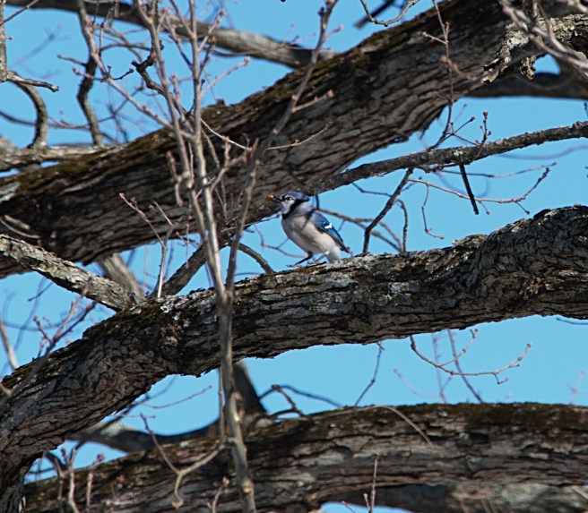 Blue bird with seed 2016-01-30 13.08.31.jpg