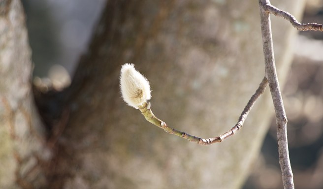 Bud and trunk 2016-01-30 13.33.03.jpg