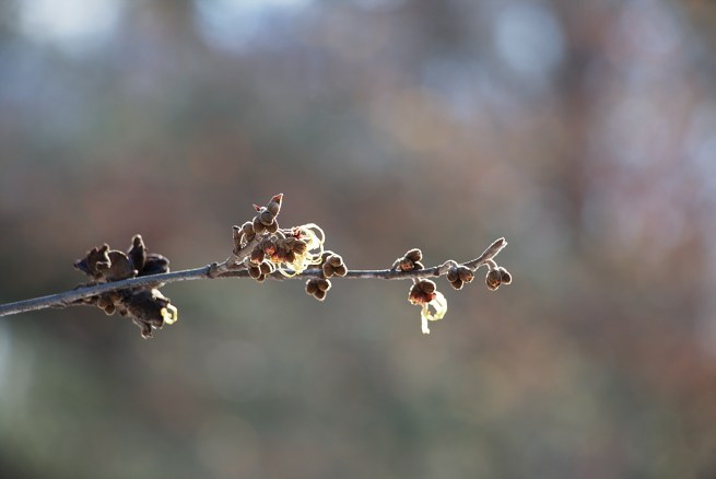 Buds 2016-01-30 12.57.06.jpg