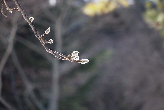 Buds 2016-01-30 13.30.41.jpg