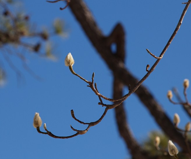 Buds and sky 2016-01-30 13.33.25.jpg
