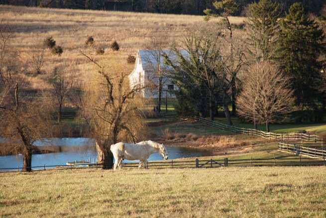 Equine dinner 2016-01-10 17.11.46.jpg