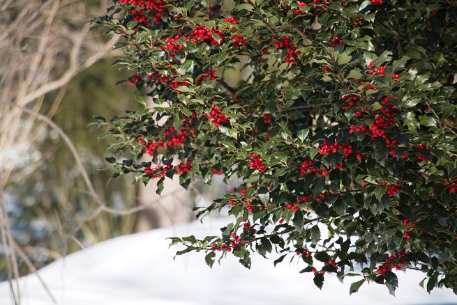 Winterberries and snow 2016-01-30 13.28.52.jpg