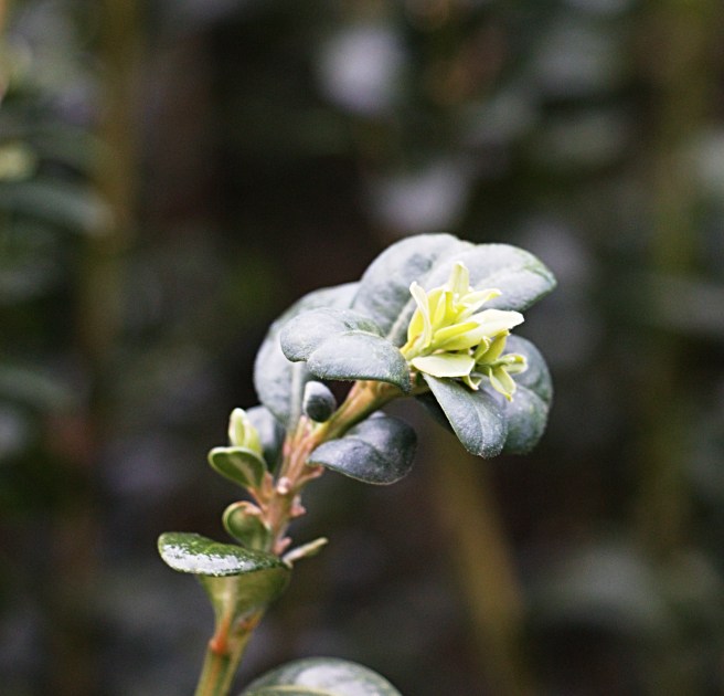 Yellow and green bokeh AFF 2016-01-09 12.22.22.jpg