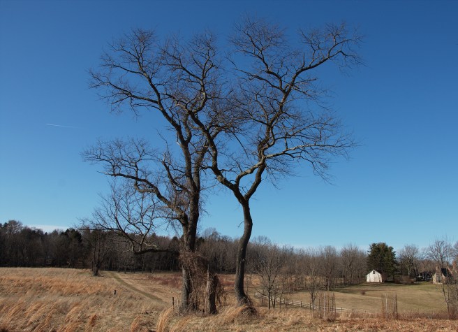 Dancing trees AFF 2016-02-28 16.27.25.jpg