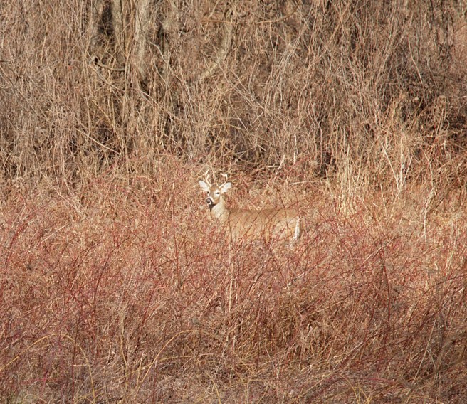 Deer by Pennypack trail AFF 2016-02-06 15.35.23.jpg