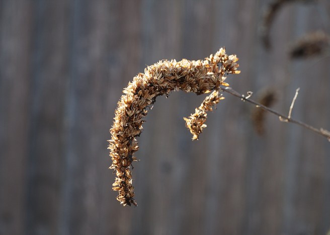Graceful texture Pennypack trail AFF 2016-02-27 16.47.17.jpg