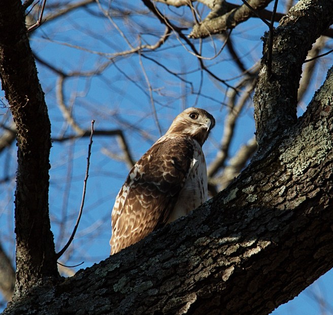 Hawk AFF 2016-02-28 16.56.29.jpg