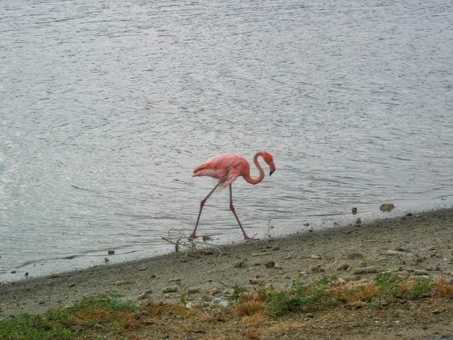 Pink Flamingo in Bonaire March 2010_HDR.jpeg