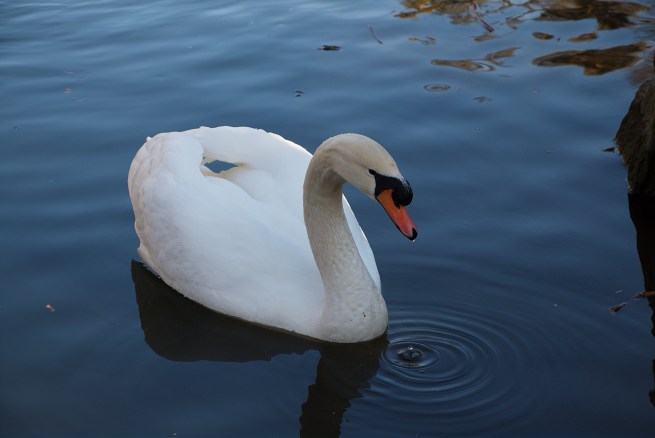 Swan AFF 2016-02-20 16.21.43.jpg