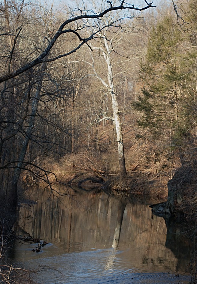 Tree and refleaction Pennypack trail AFF 2016-02-27 16.59.33.jpg