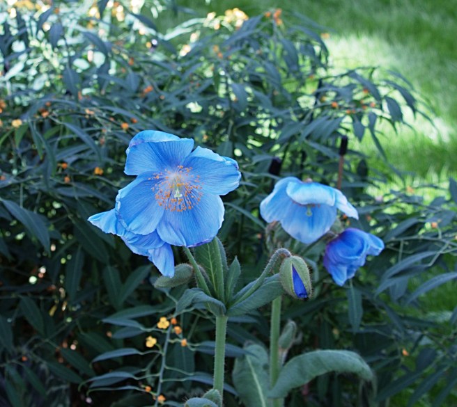 Blue poppies 2 2016-03-11 15.02.00.jpg