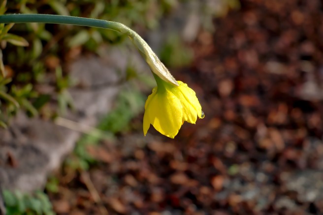 Daffodil AU 2016-03-16 09.09.jpeg