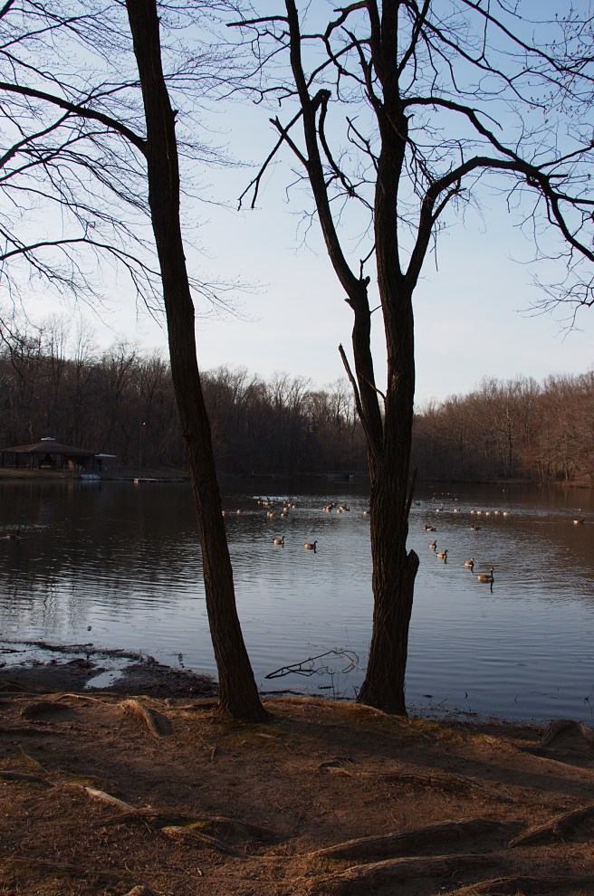 Geese on pond AFF 2016-03-08 17.36.48.jpg