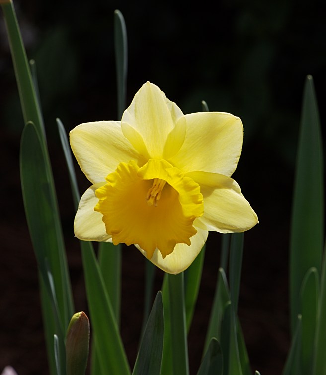 Gold and green 2016-03-11 15.25.00.jpg