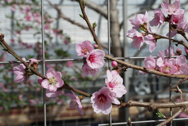 Pink perfections 2016-03-11 15.27.07.jpg