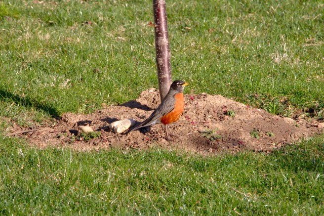 Singing Robin small AFF 2016-03-30 08.34.jpg