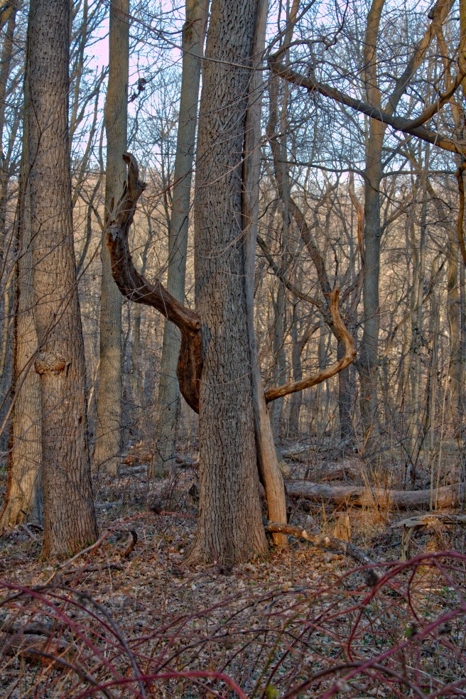 Tree embrace AU small 2016-03-08 17.47.jpg