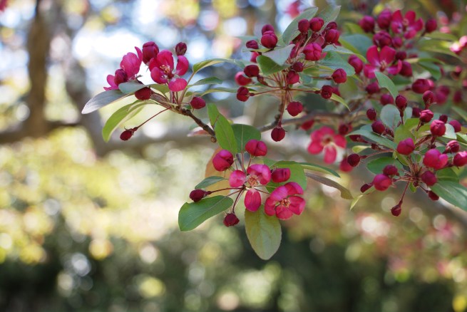 Blooms against the light 2016-04-17 13.57.58.jpg