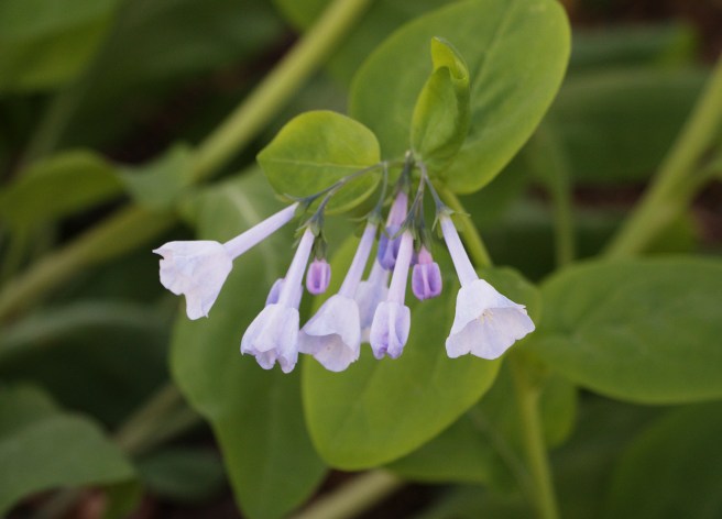 Hanging shy 2016-04-17 13.49.51.jpg