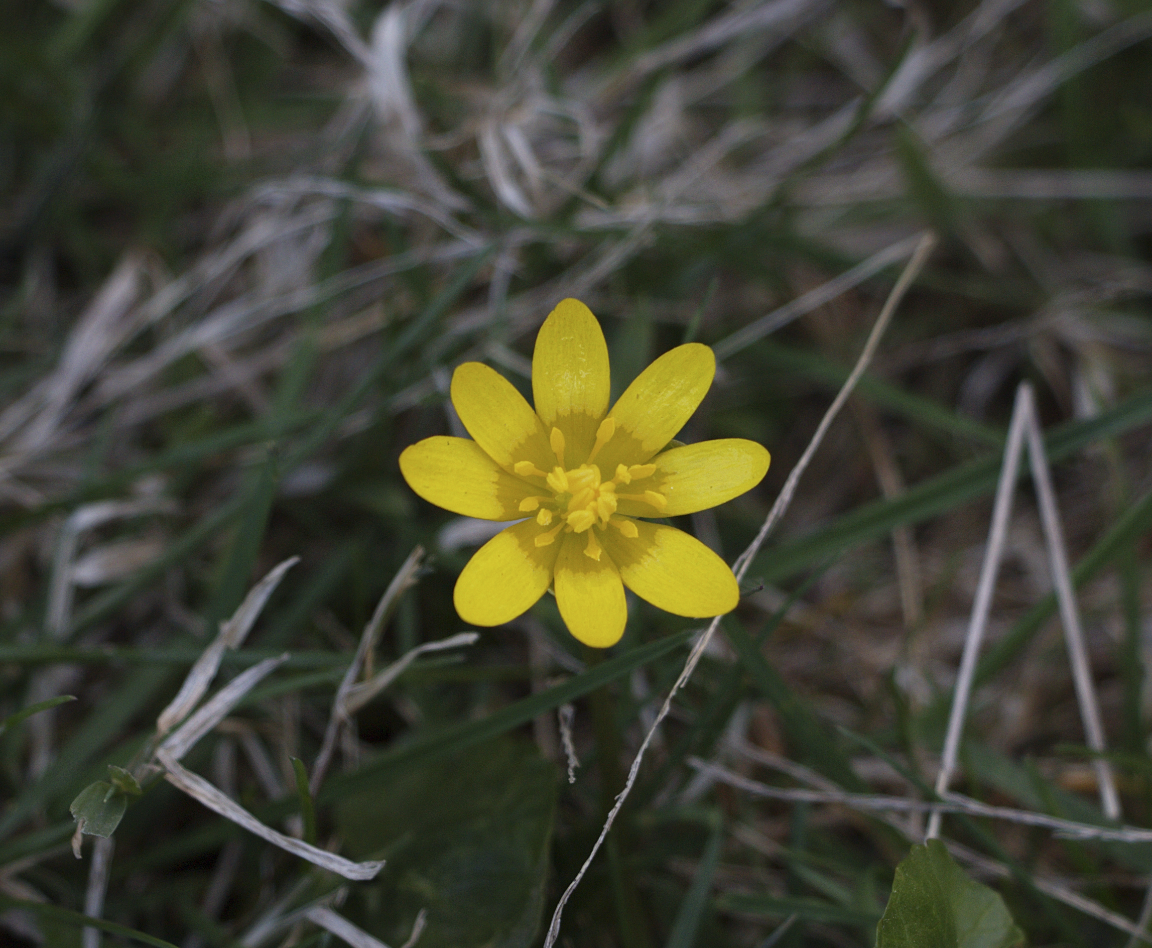 Little yellow flower 2016-04-17 13.32.02.jpg