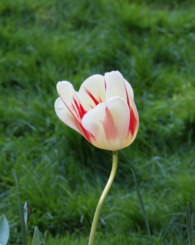 Candy stripe tulip 2016-05-08 15.44.39