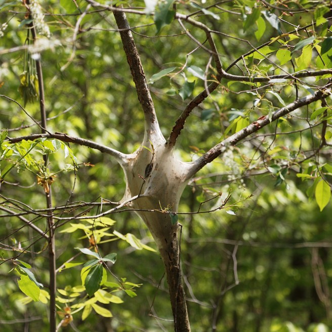 Caterpillar tent 2016-05-12 14.46.38