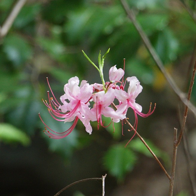 Exuberance 2 2016-05-12 15.18.07