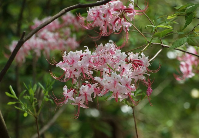 Exuberance 2016-05-12 15.17.41