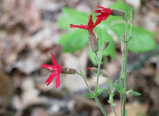 Fireworks 2016-05-12 15.42.51