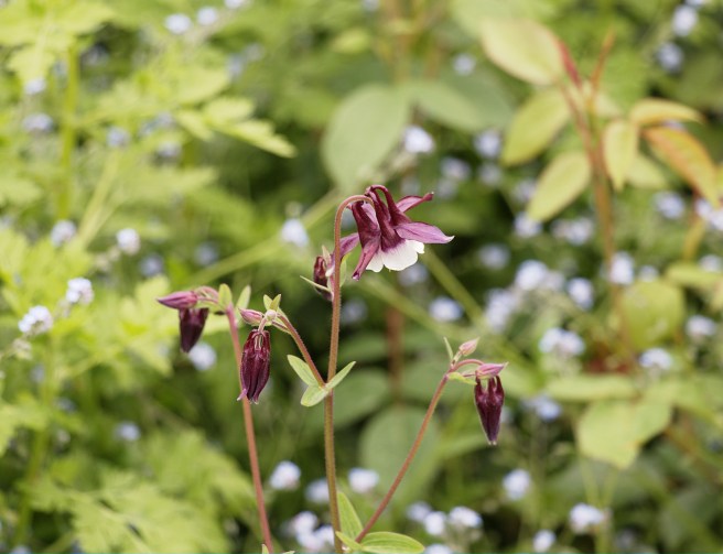 Hanging their heads 2016-05-22 14.00.11