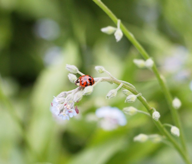 Ladybug 2 2016-05-22 14.03.03