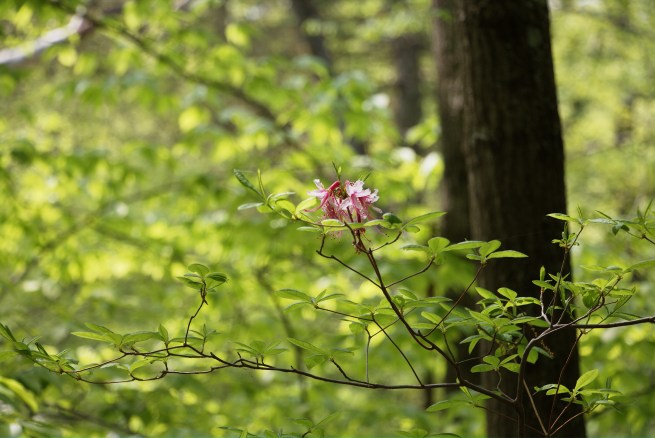 Lonely bunch of flowers 2016-05-12 14.43.57
