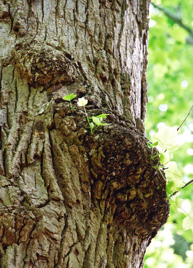 New life on old bark 2016-05-24 14.10