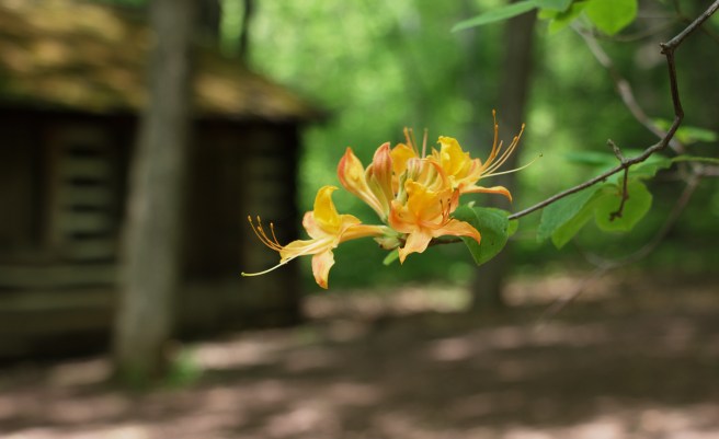 Orange flame azalea 2016-05-24 14.26.09